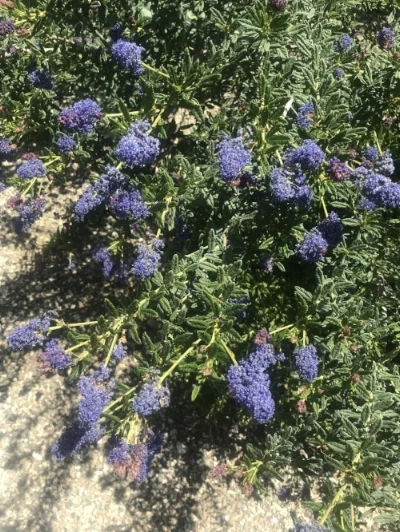 California Lilac