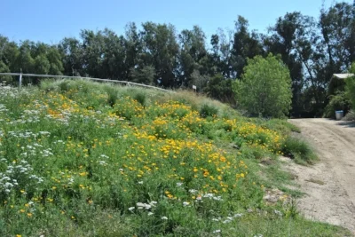 California Poppies 