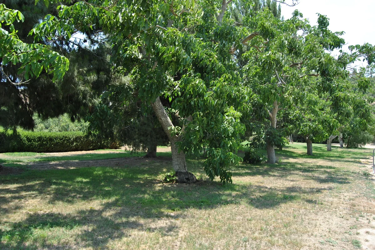 Walnut Grove by the South Dressage Arena