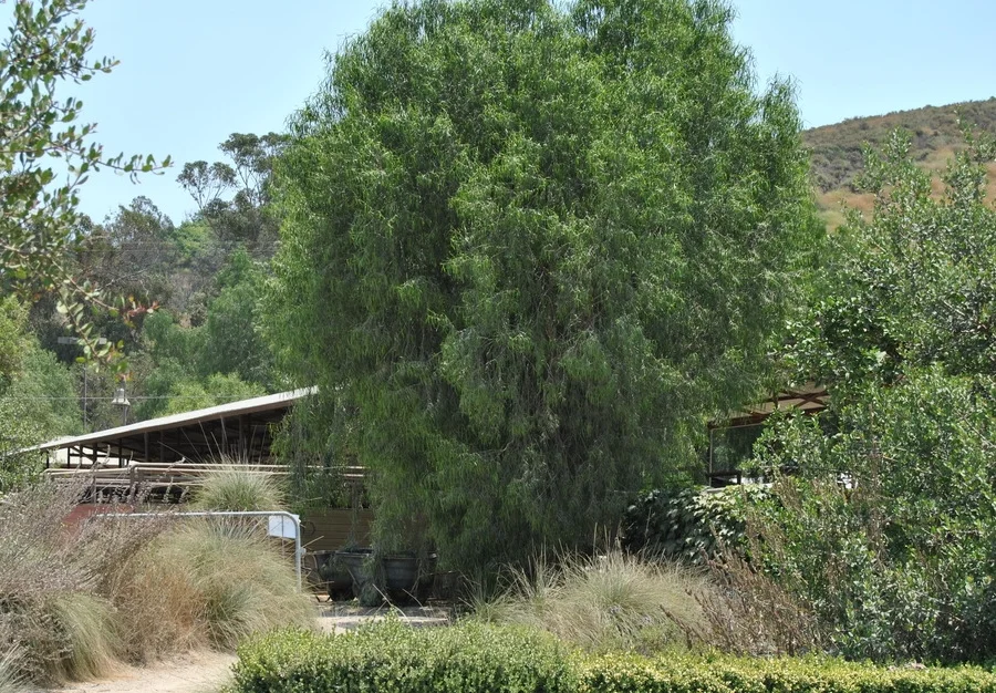 Austrialian Willow by Ironwood Barn