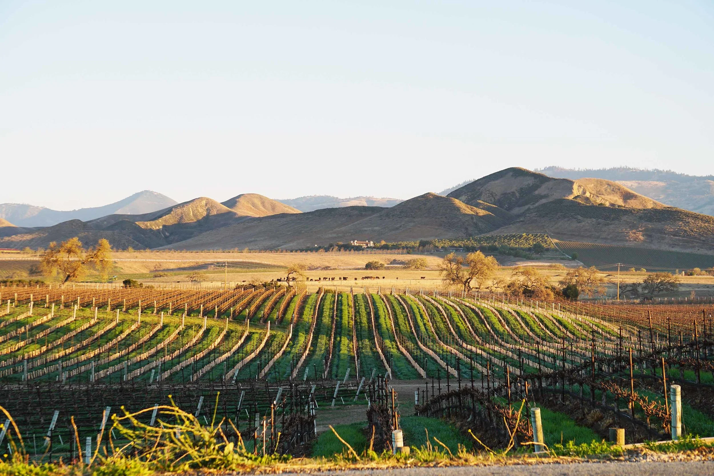 Vineyard Fall am.JPG