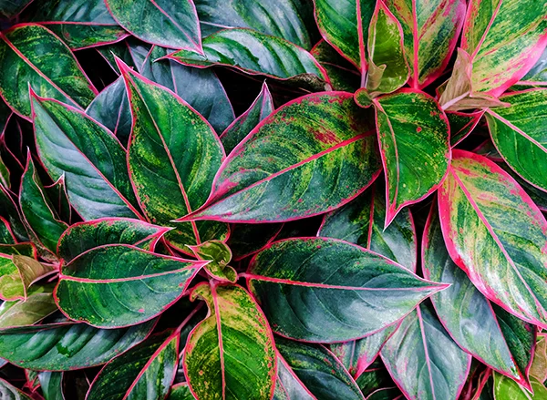 iStock-941599448-Aglaonema-600.jpg