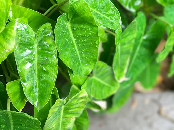 iStock-654761344-heart-leaf-600.jpg