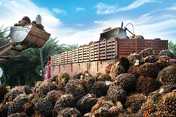 Palm Oil Mining Deforestation.jpg