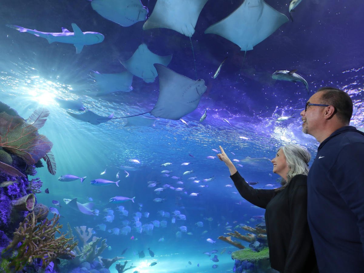 Aquarium_couple_hero_0a187d08-8679-402e-9c41-1015414d840d.jpg