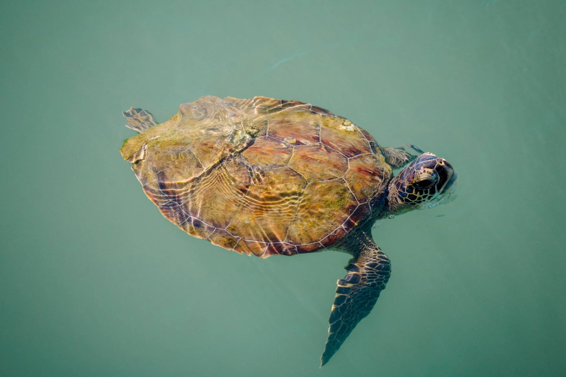 8seaturtles.jpg