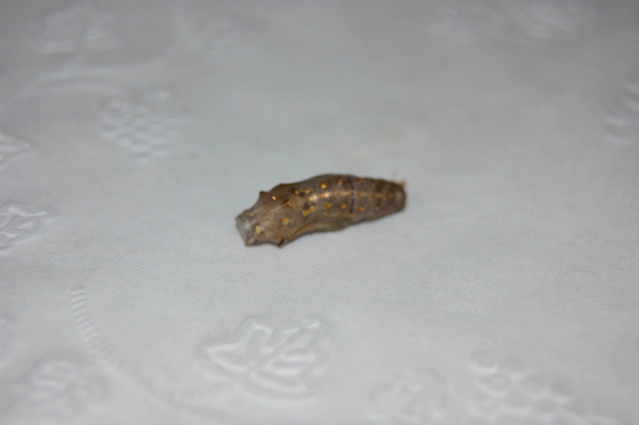DSC_0027.jpg