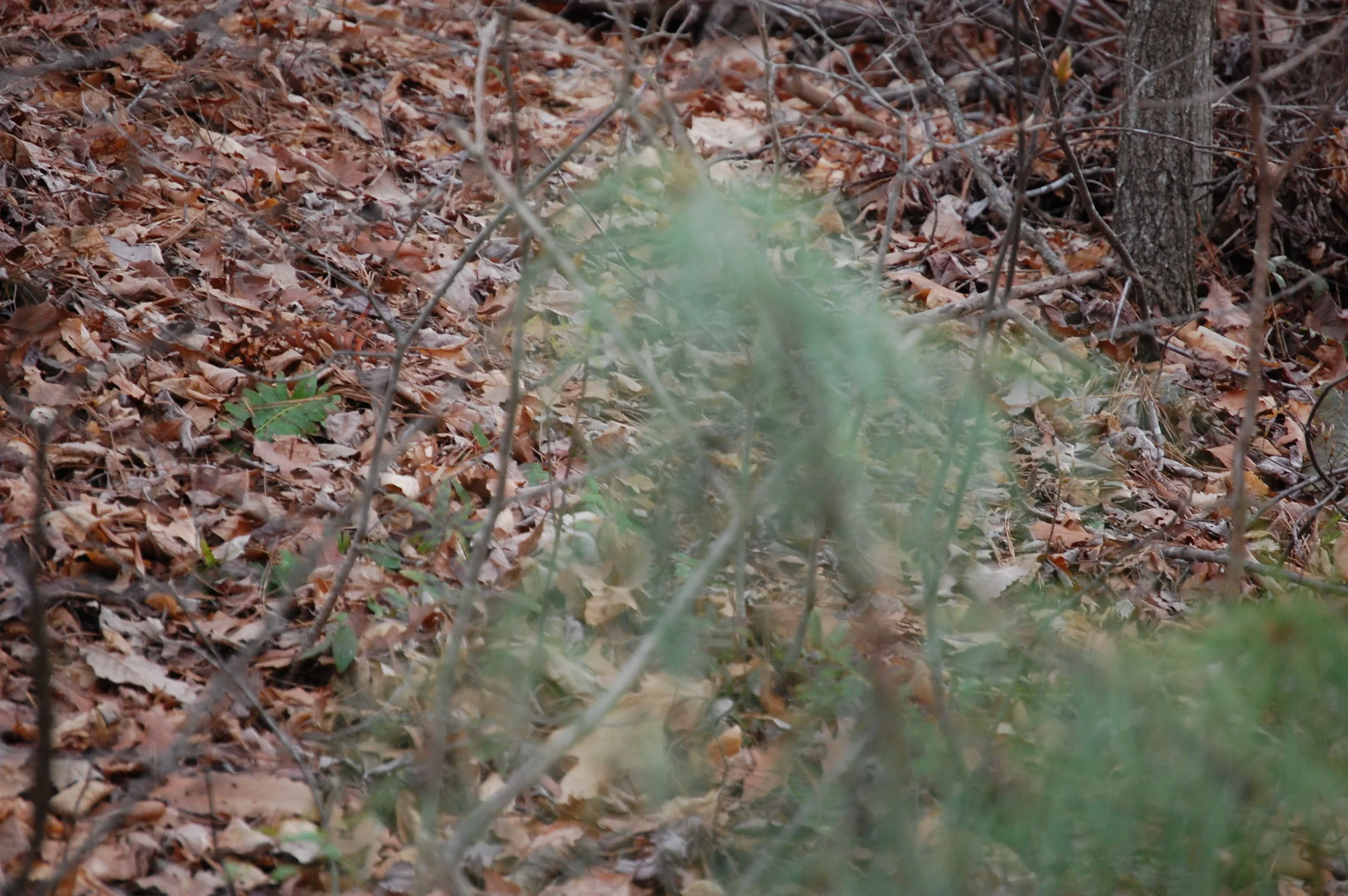 DSC_0011.jpg