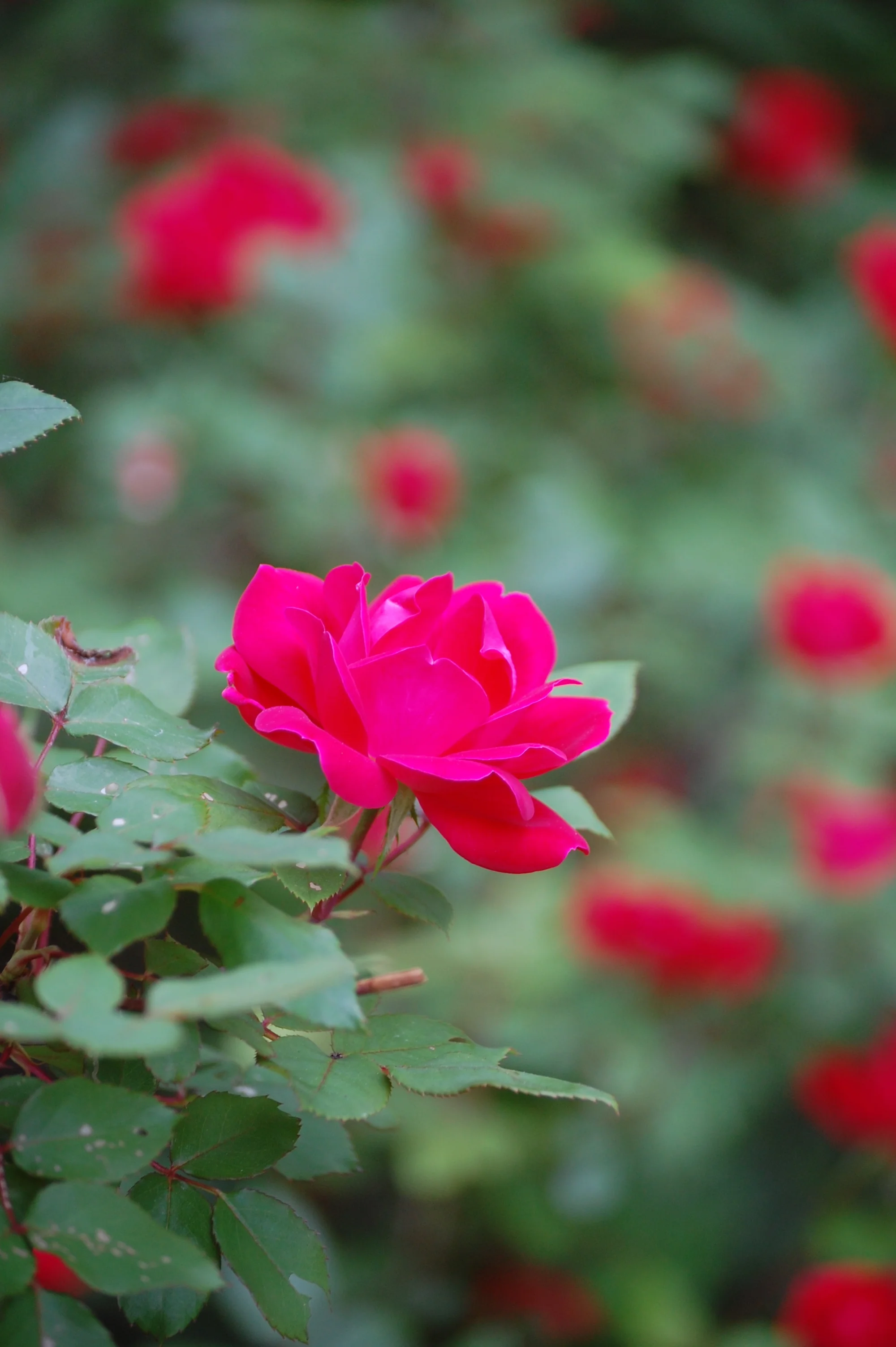 DSC_0039.jpg