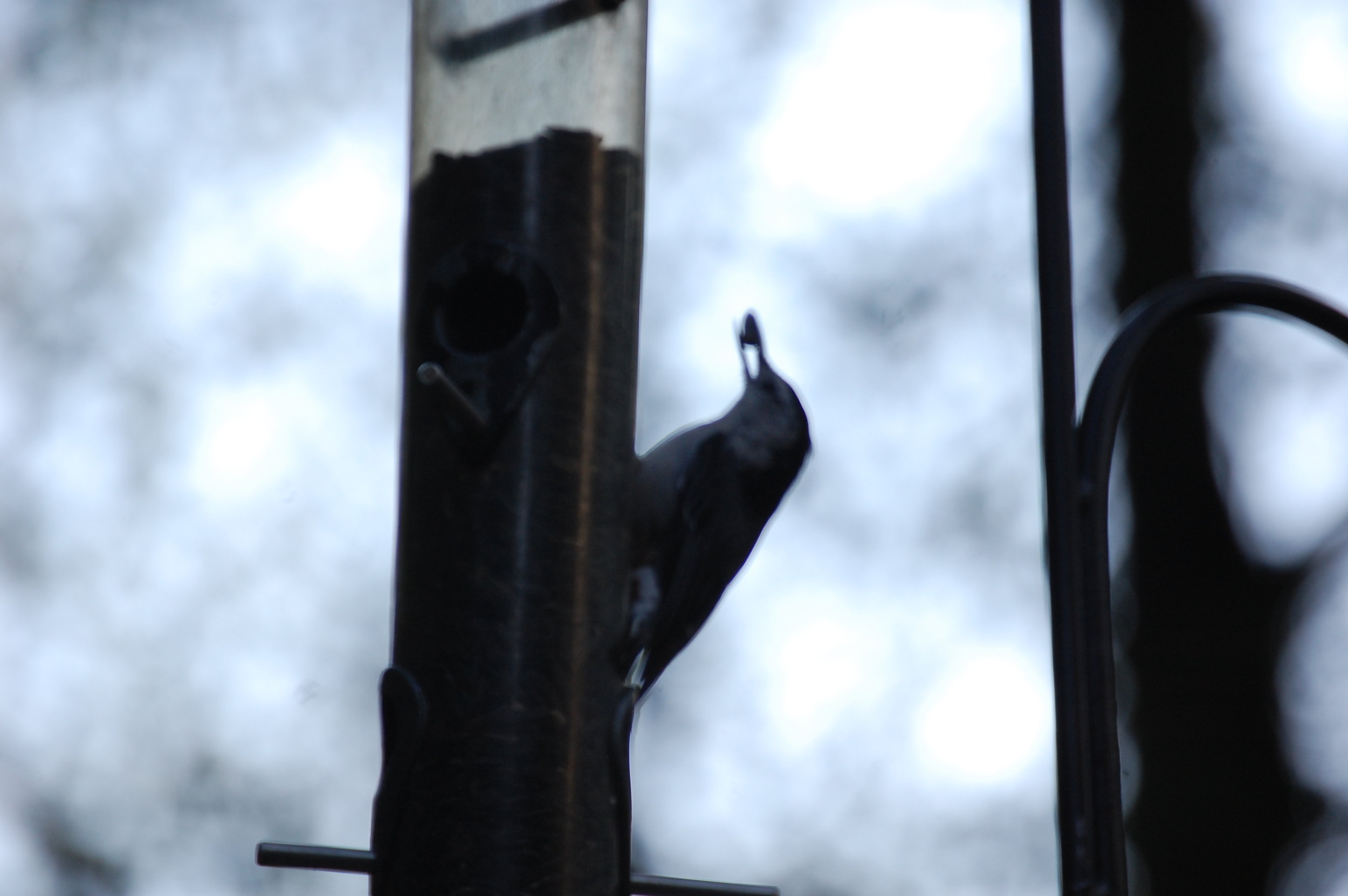 DSC_0105.jpg