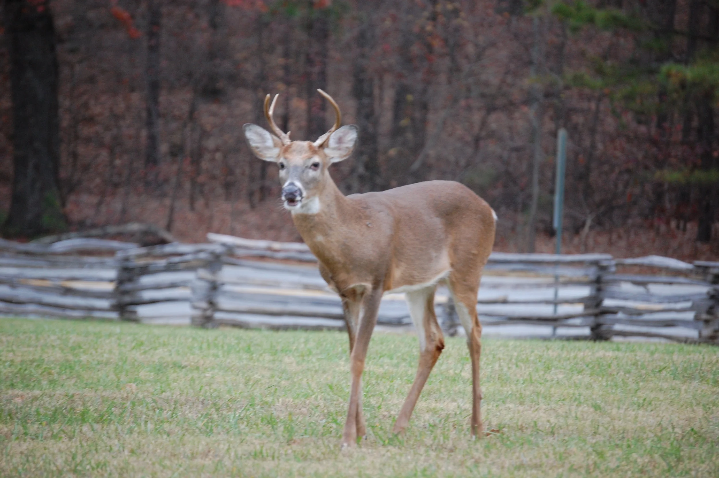 DSC_0185.jpg