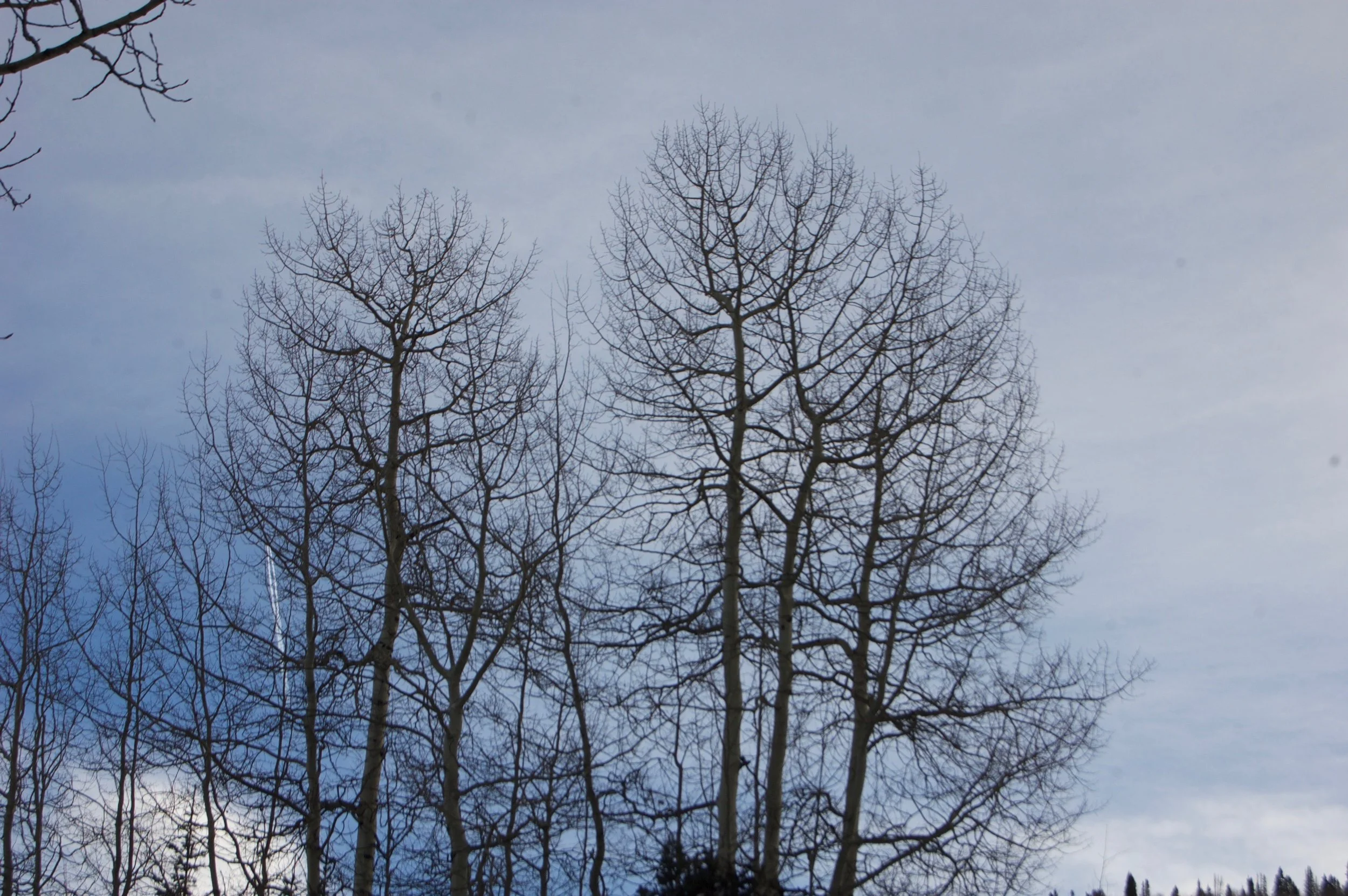 DSC_0451.jpg