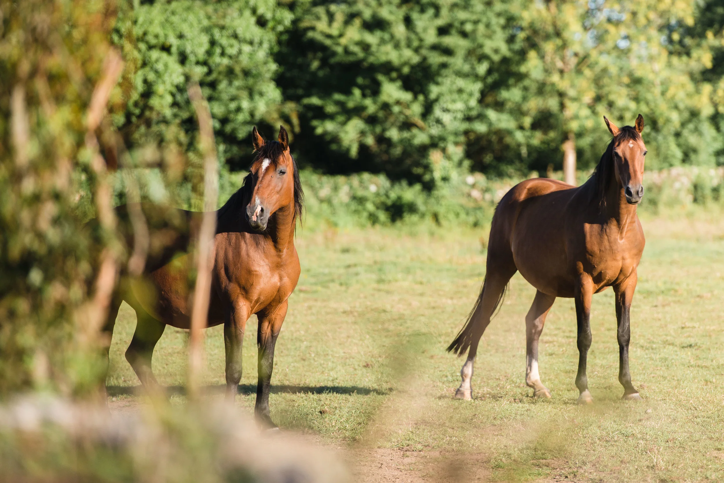 mares by 2.jpg
