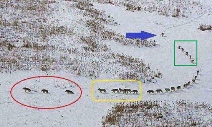 Wolves walking down a path.jpeg