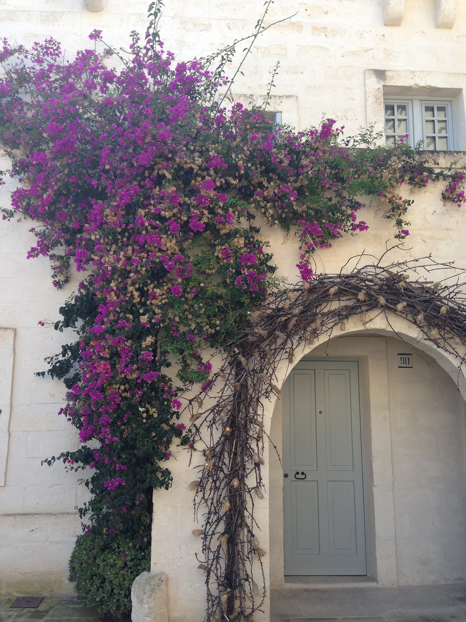 bougainvillea_becker.JPG