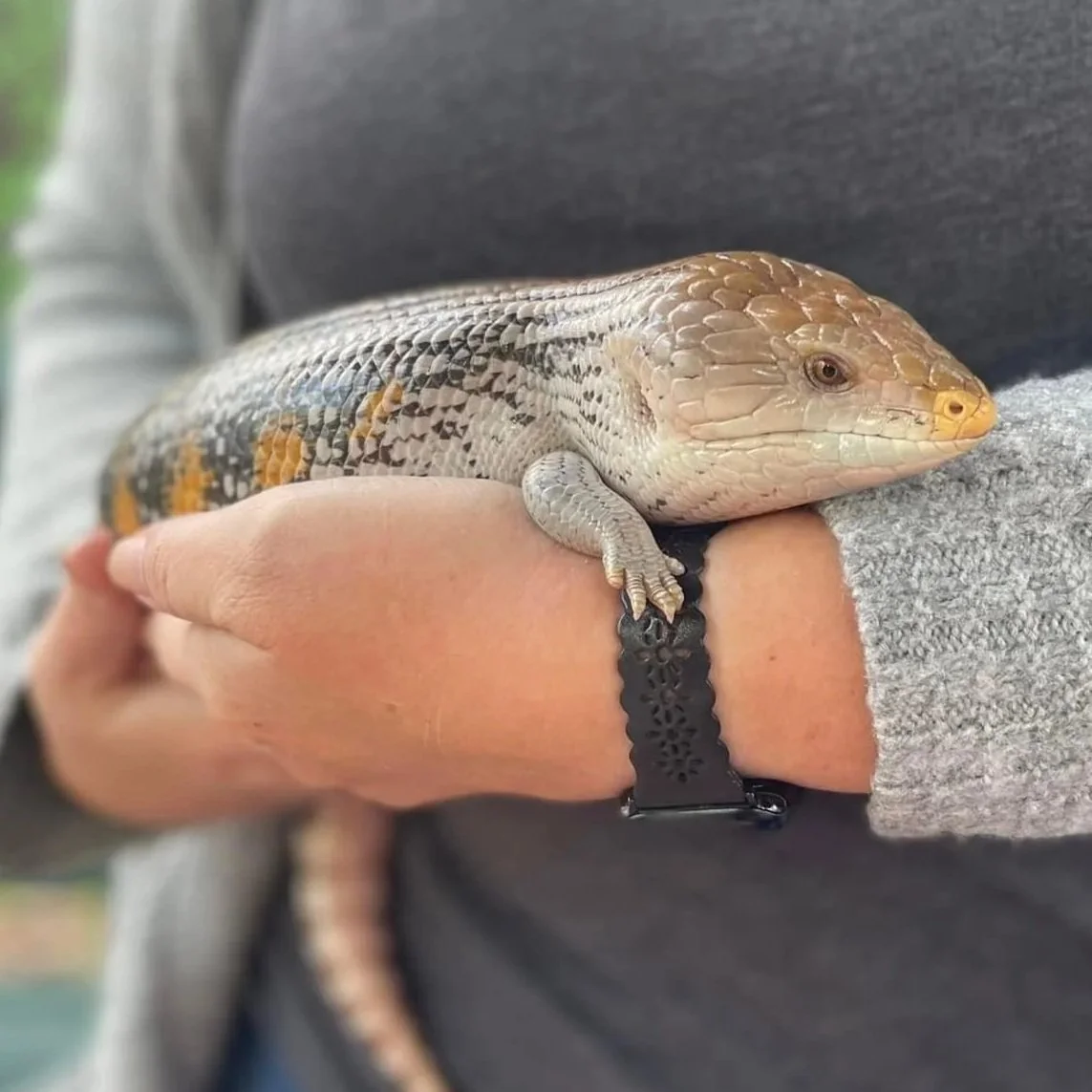  Blue-Tongue Skink:  Loki  
