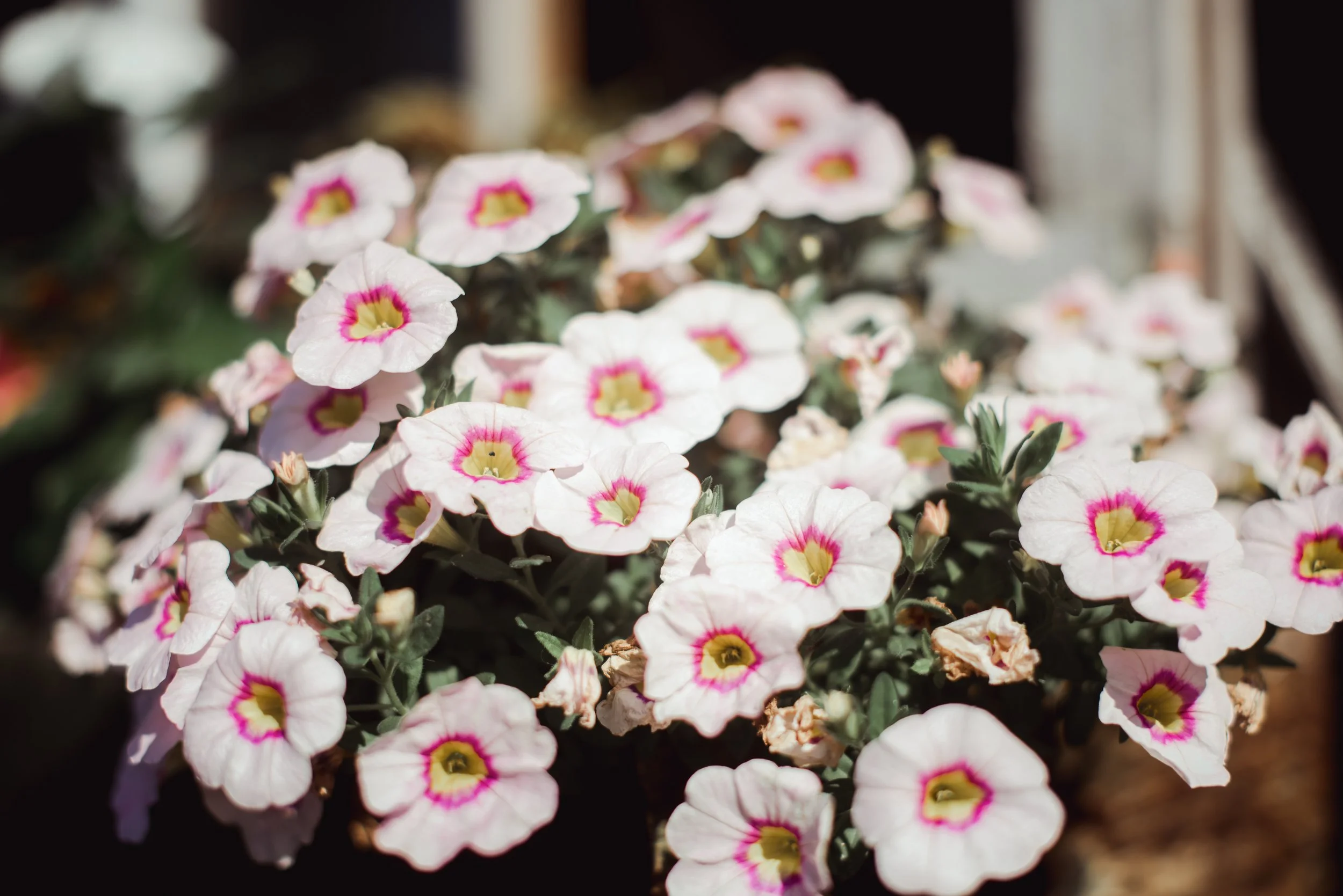 SHUTTER & BLOOM (1 of 564).JPG