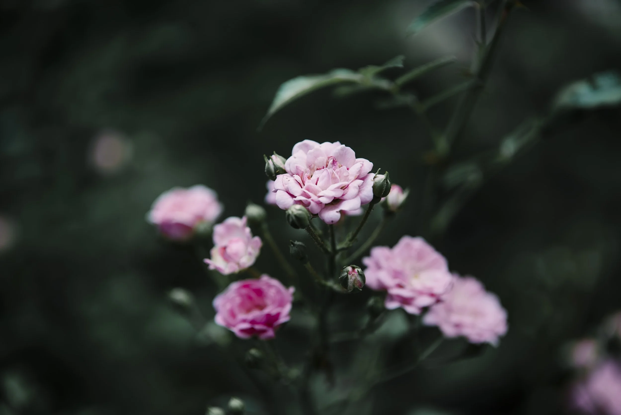 SHUTTER & BLOOM-1.jpg