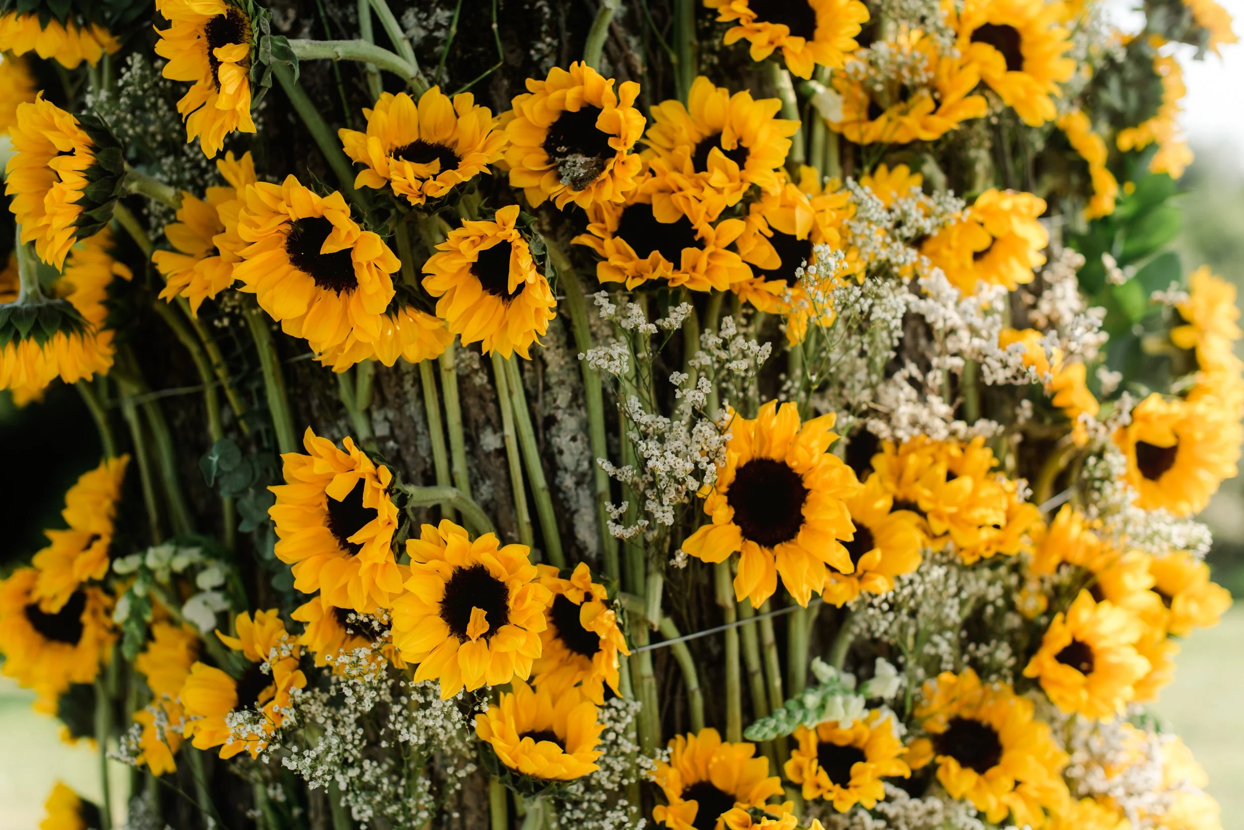 shutter&bloom (193 of 563).jpg