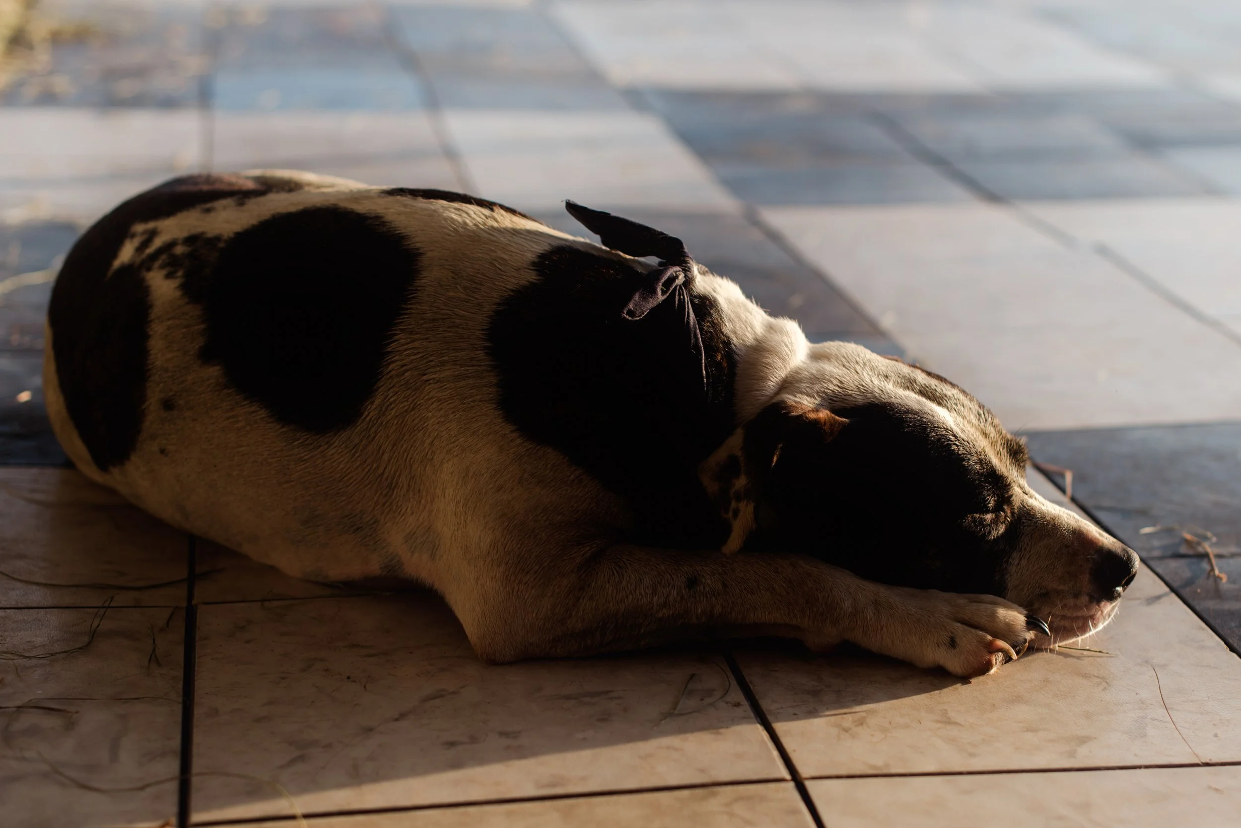 shutter&bloom (382 of 563).jpg