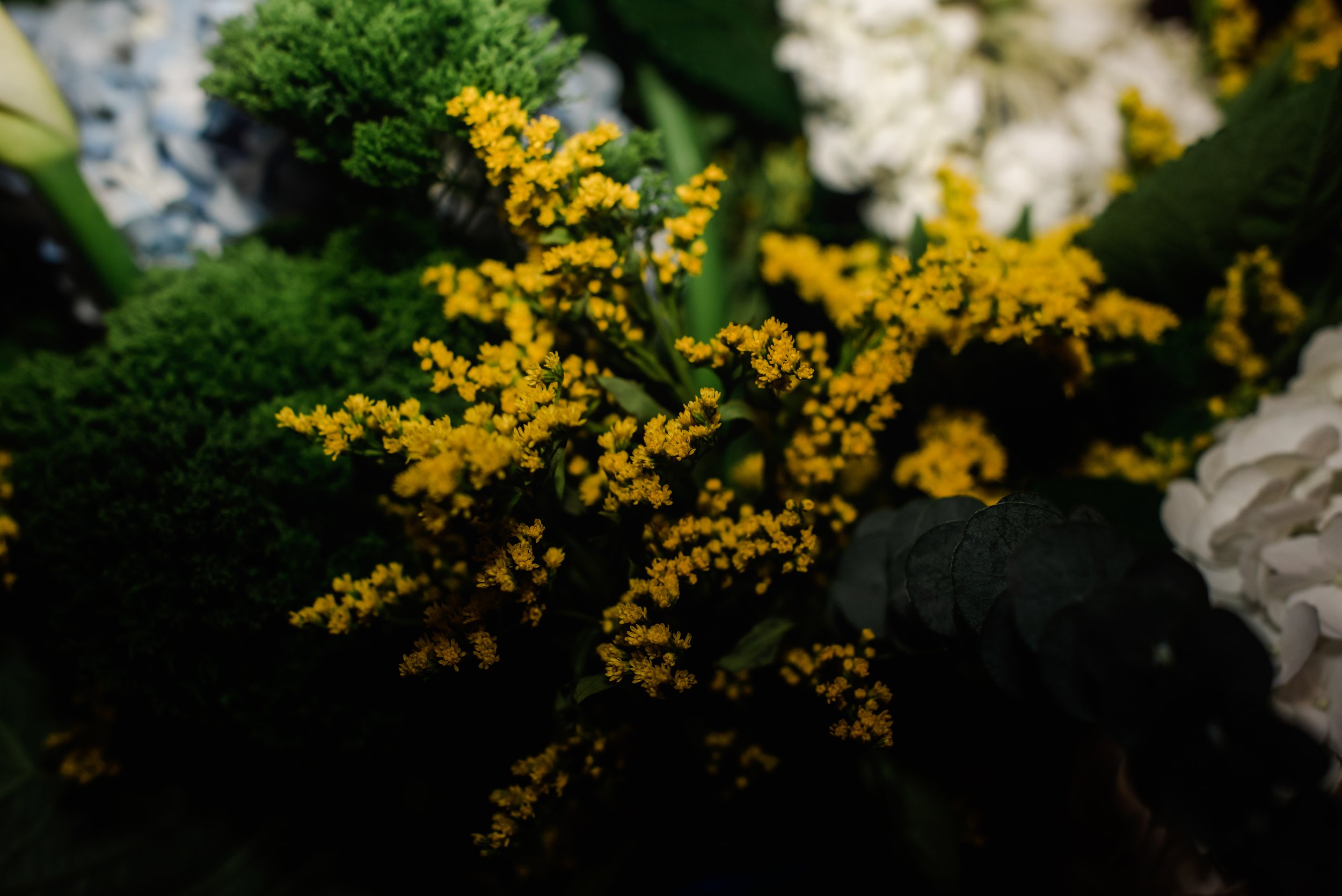 shutter&bloom (563 of 563).jpg