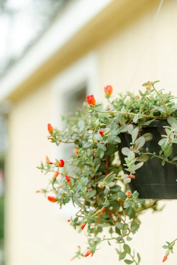 Shutter & Bloom Photo Co -7.jpg