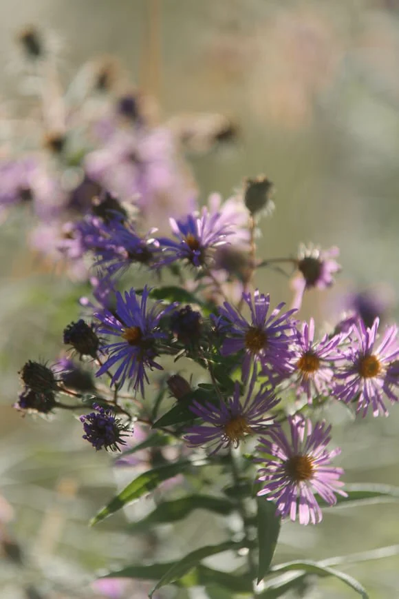 Shutter & Bloom (5 of 403).jpg