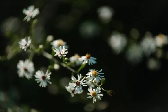 Shutter & Bloom (7 of 403).jpg