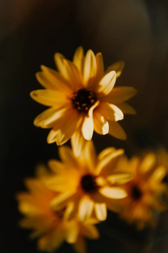 Shutter & Bloom (14 of 403).jpg