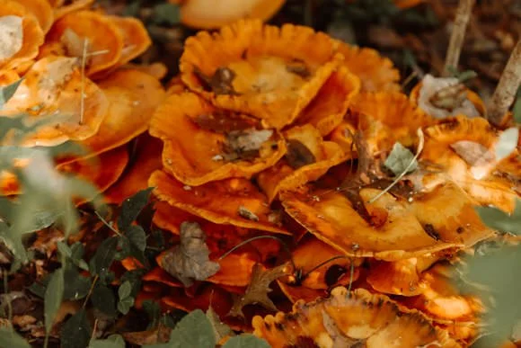 Shutter & Bloom Photo Co -104.jpg