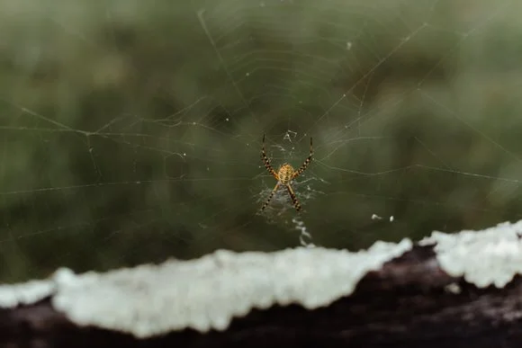 Shutter & Bloom Photo Co -55 (1).jpg