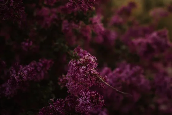 Shutter & Bloom Photography (162 of 173).jpg