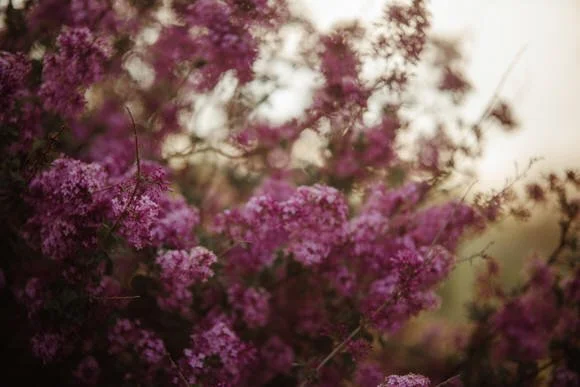 Shutter & Bloom Photography (165 of 173).jpg