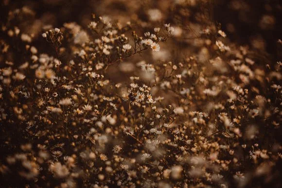 SHUTTER & BLOOM (150 of 191).jpg