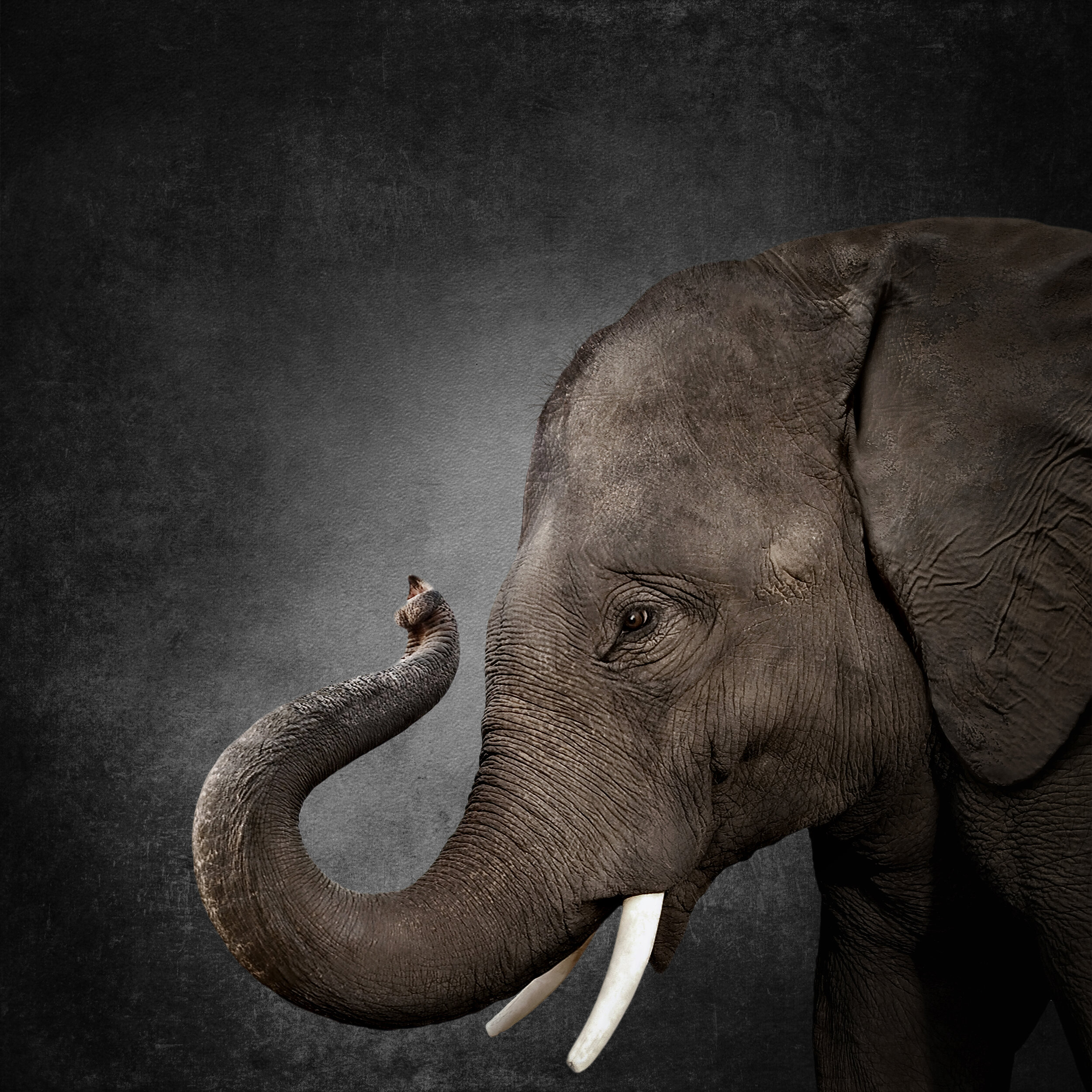 Elephant4840-2.jpg