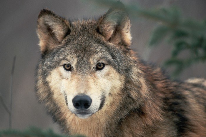 April - grey wolf more red face only.jpg