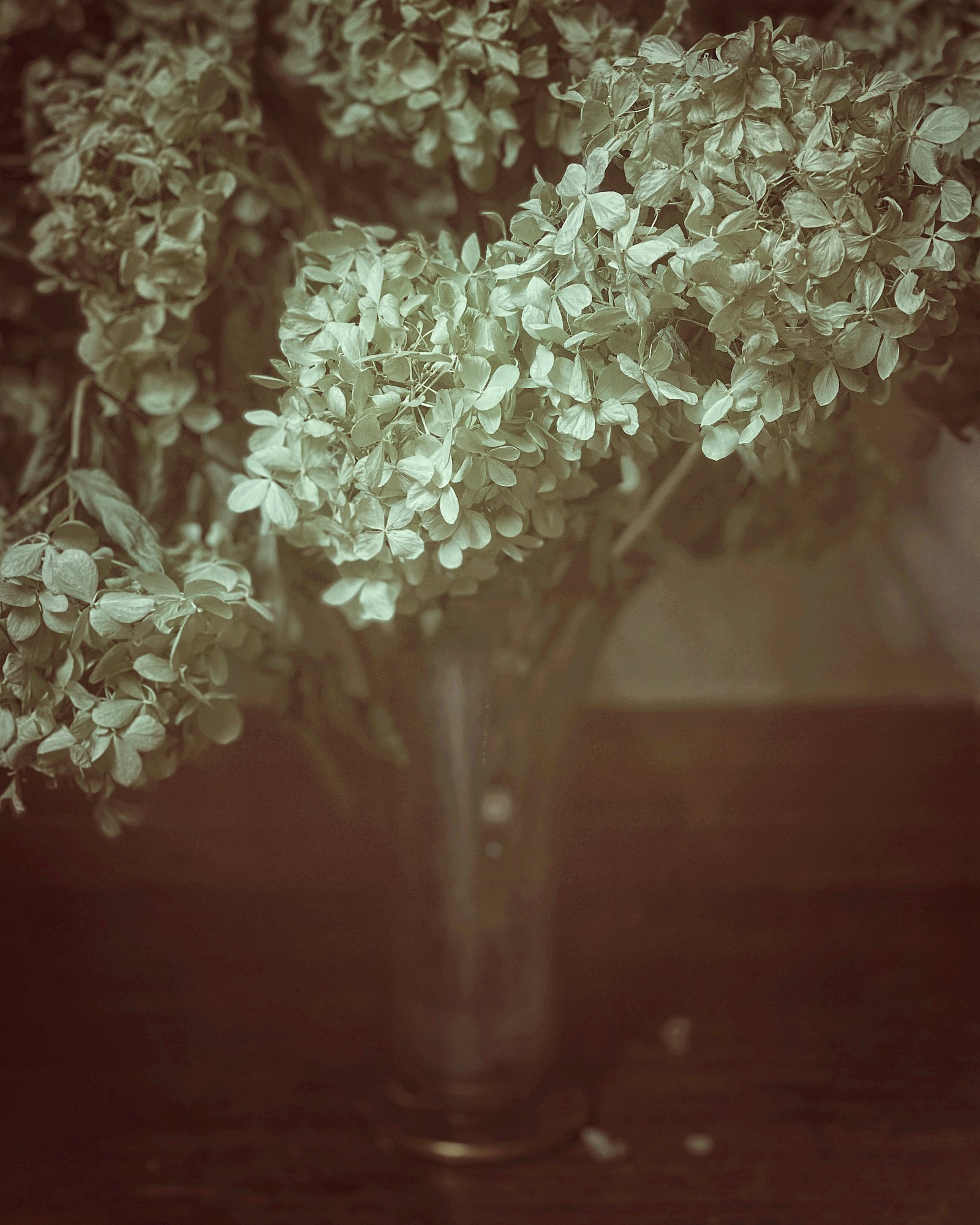 wendi-schneider-large-hydrangeas-pigment-ink-on-kozo-over white gold leaf.jpg