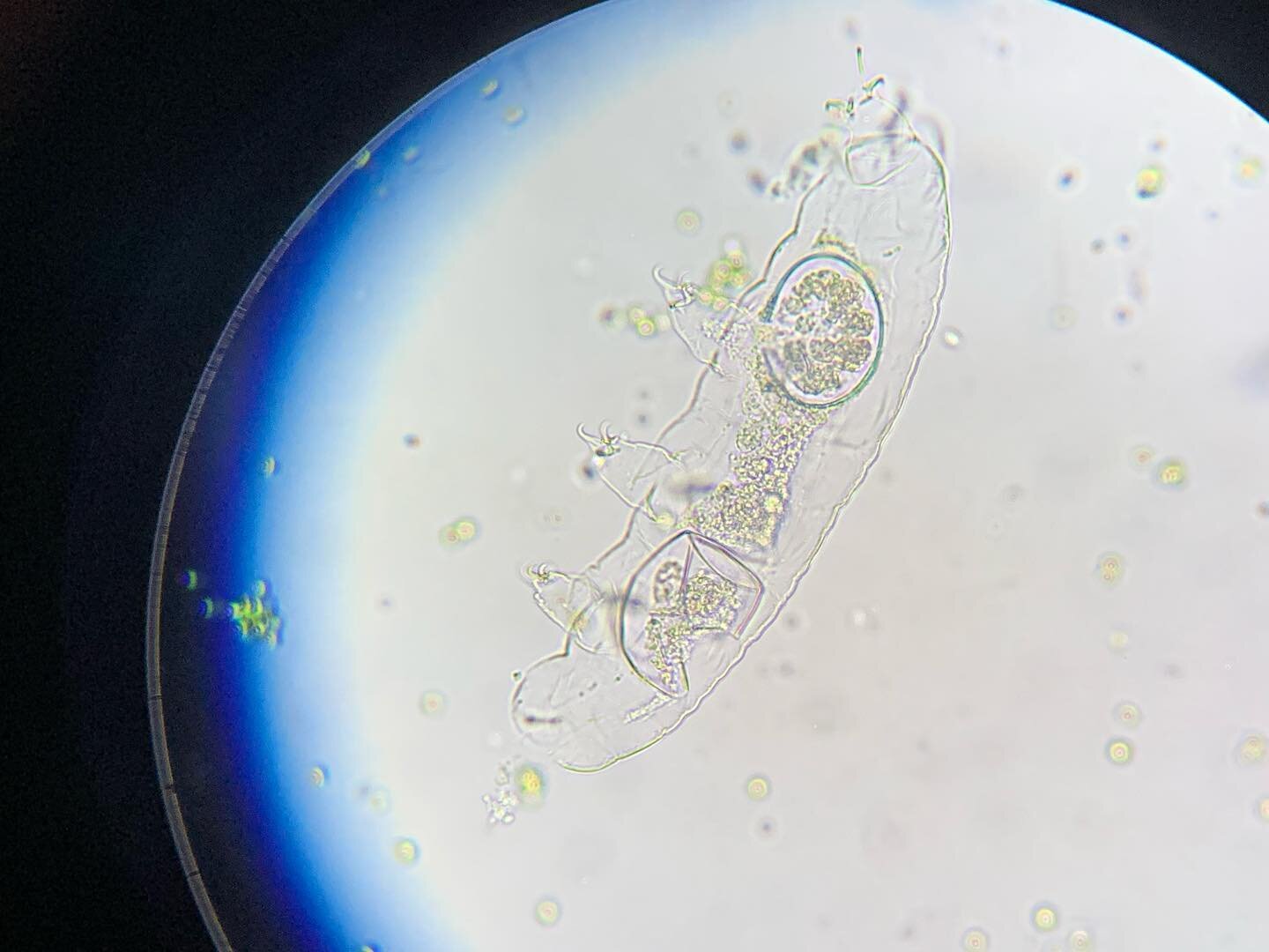 Josh got a microscope and now we have tardigrade pets!!!