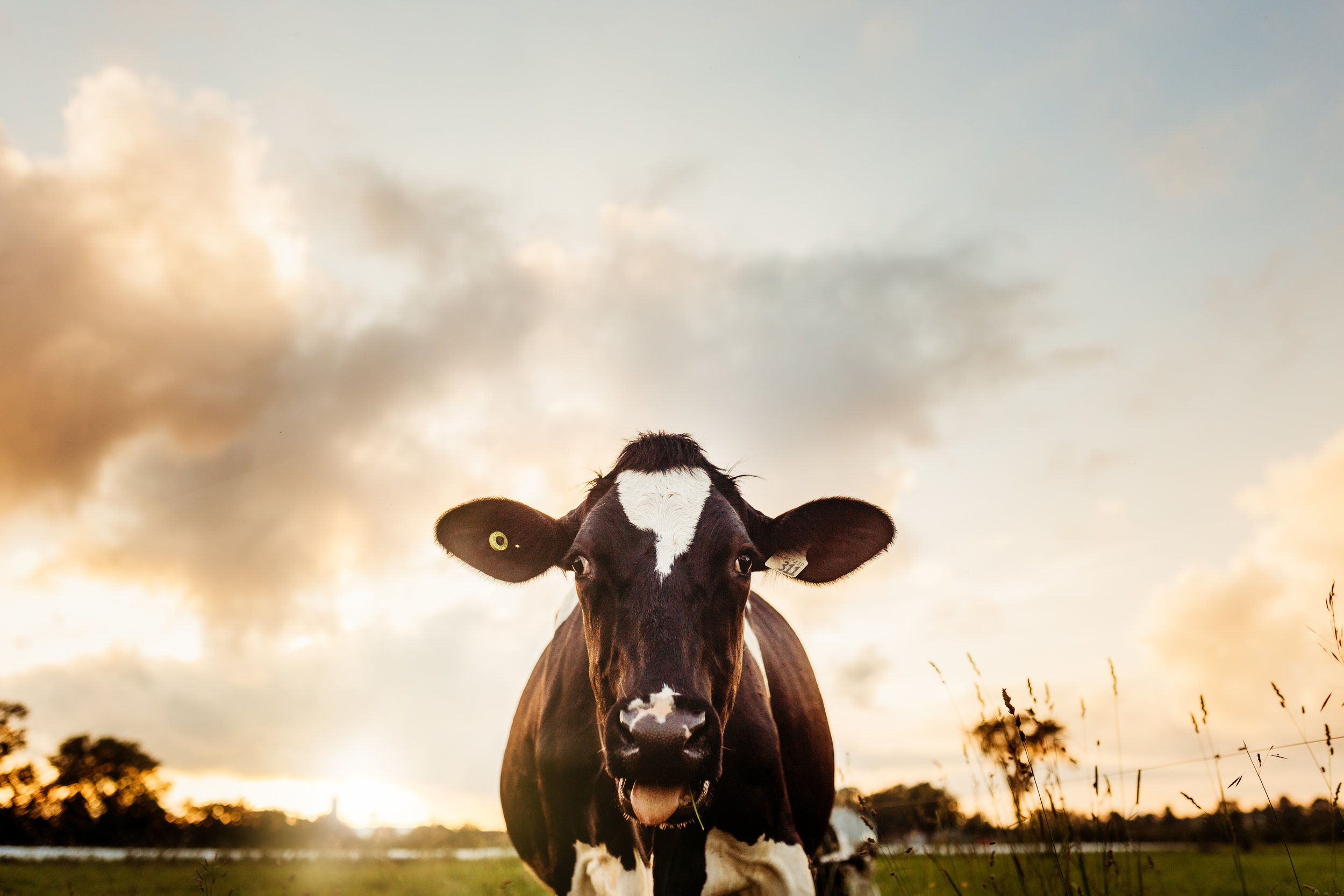 20190702_organicmeadow_697-Edit.jpg