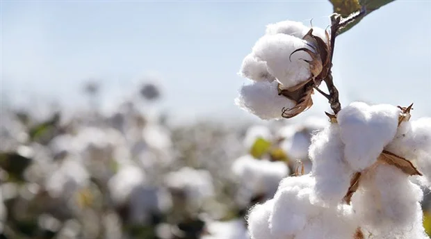COTTON.jpg