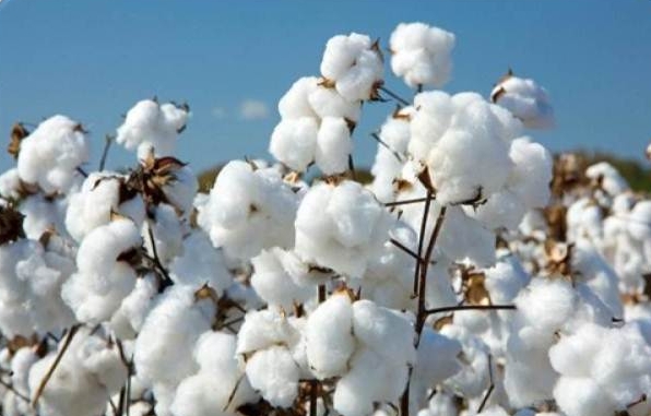 cotton4.jpg