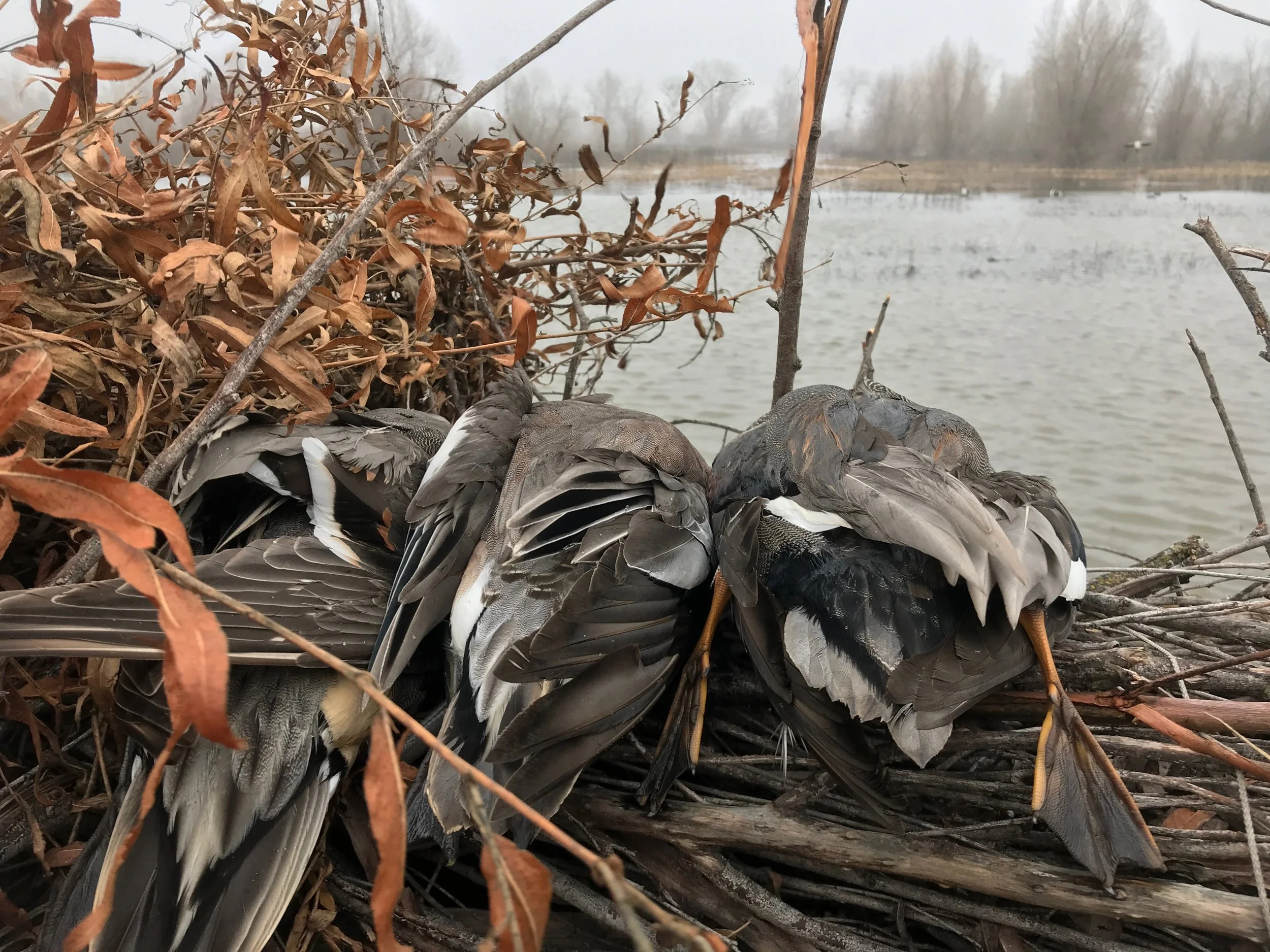 Duck Hunt 1:2018.jpeg