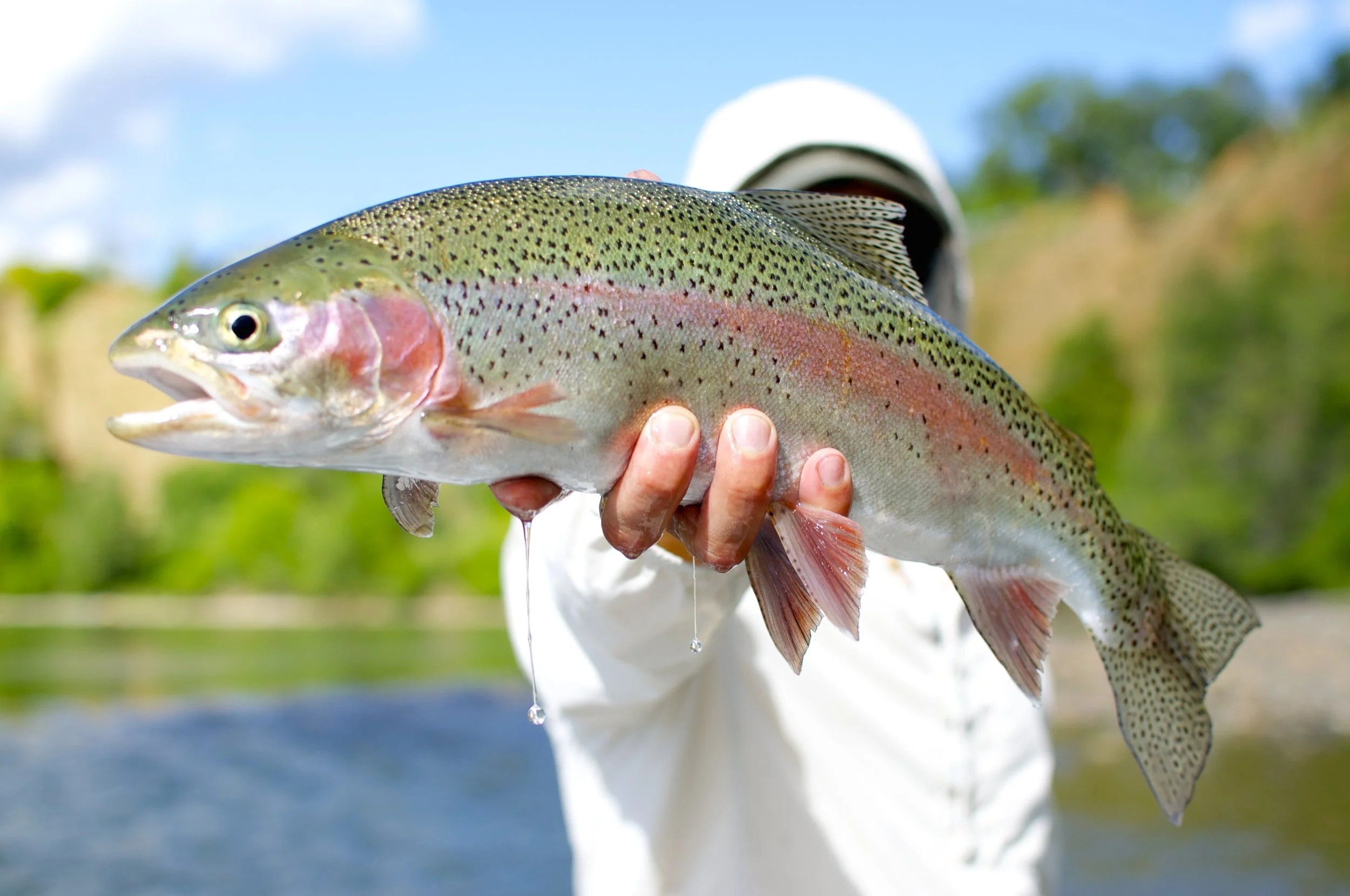 Trout | steelhead | bass | Salmon