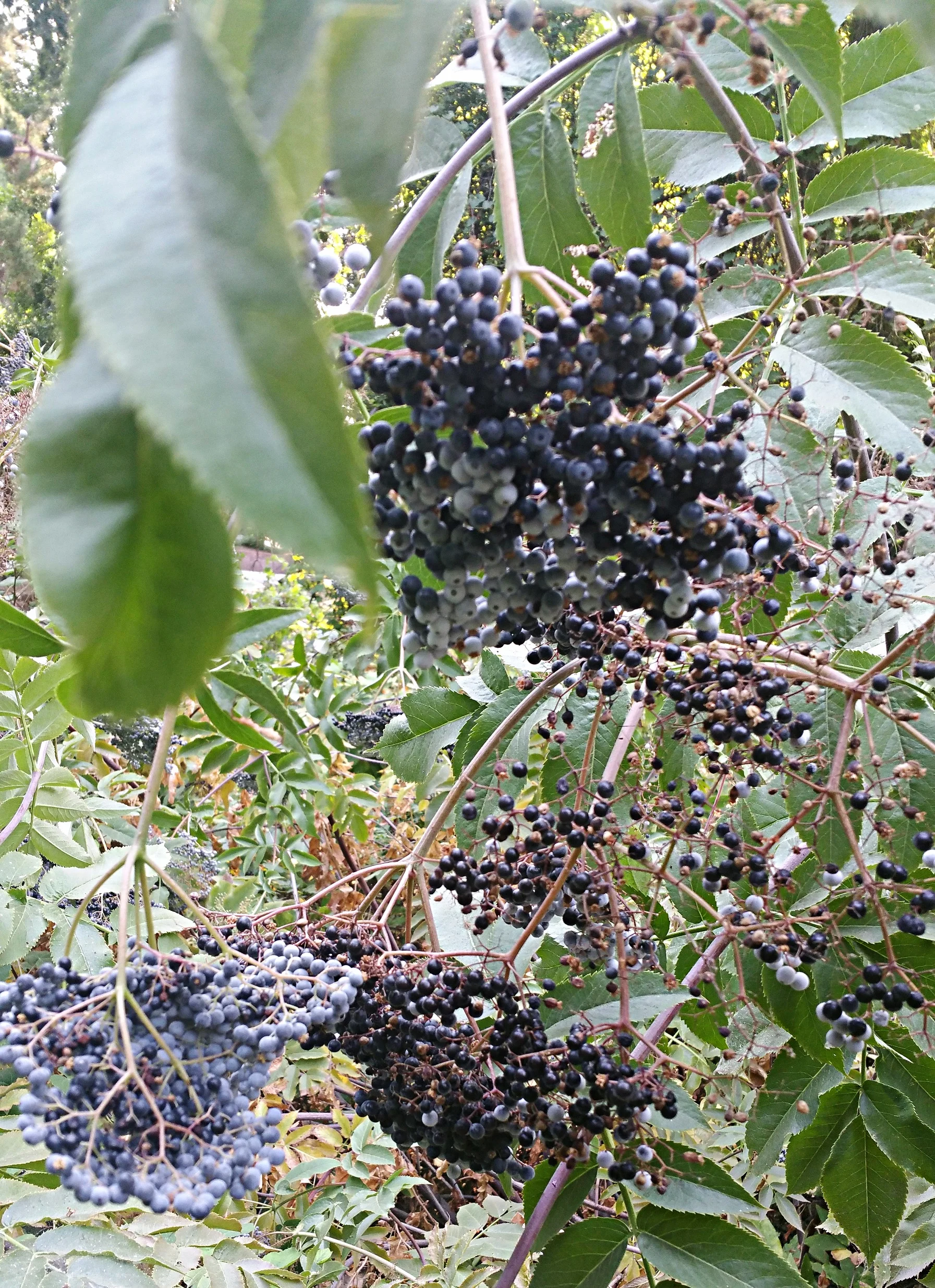 Ripe elderberries can be black, white, or inbetween.