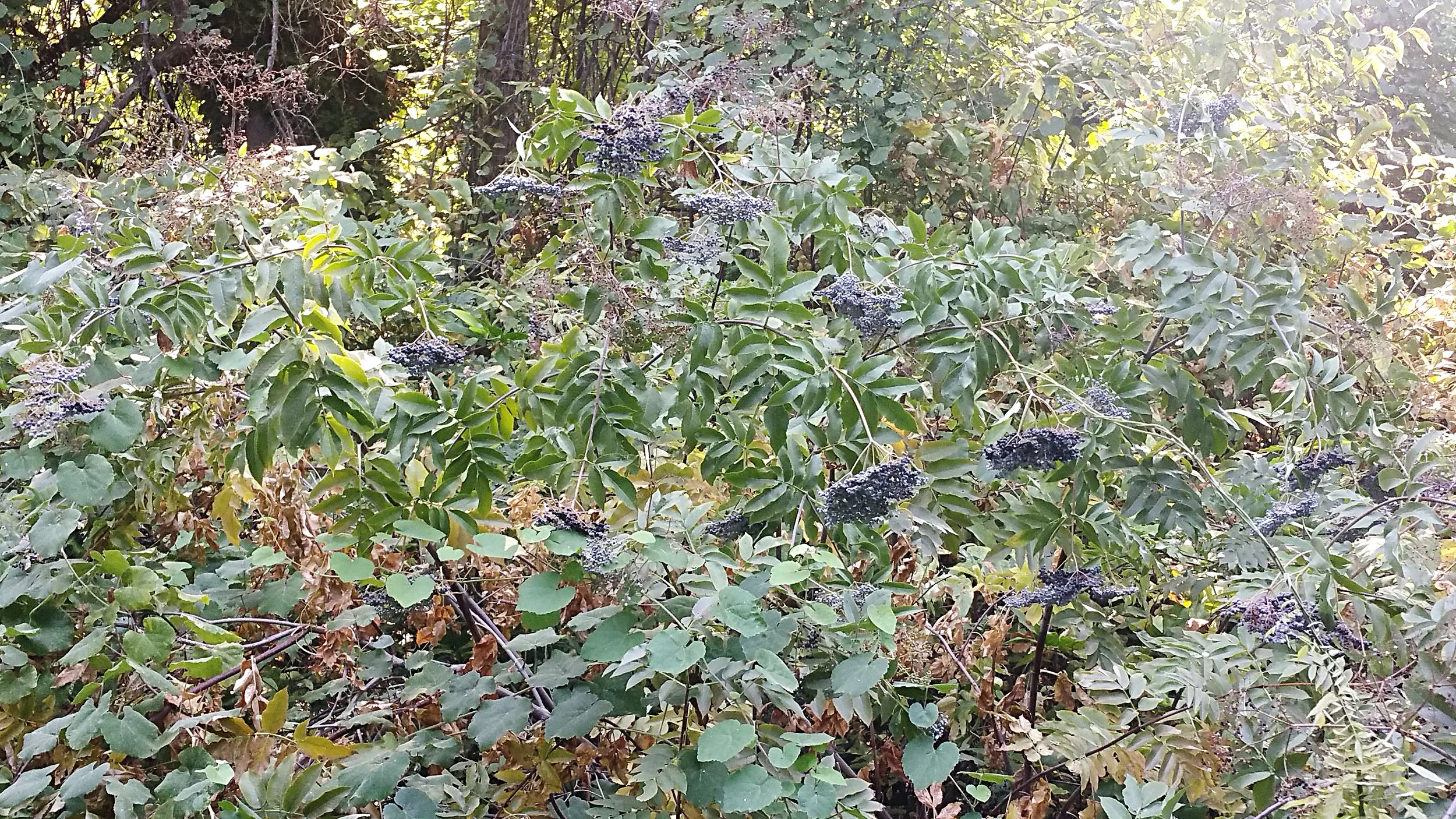 Elderberries want to grow in a tangled jungle; here, you can see them growing interbraided with wild grape