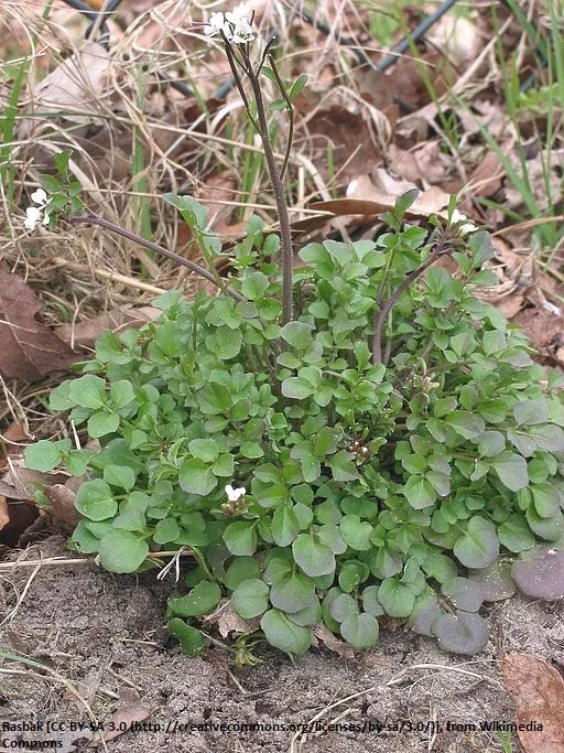 512px-Kleine_veldkers_Cardamine_hirsuta_plant.jpg