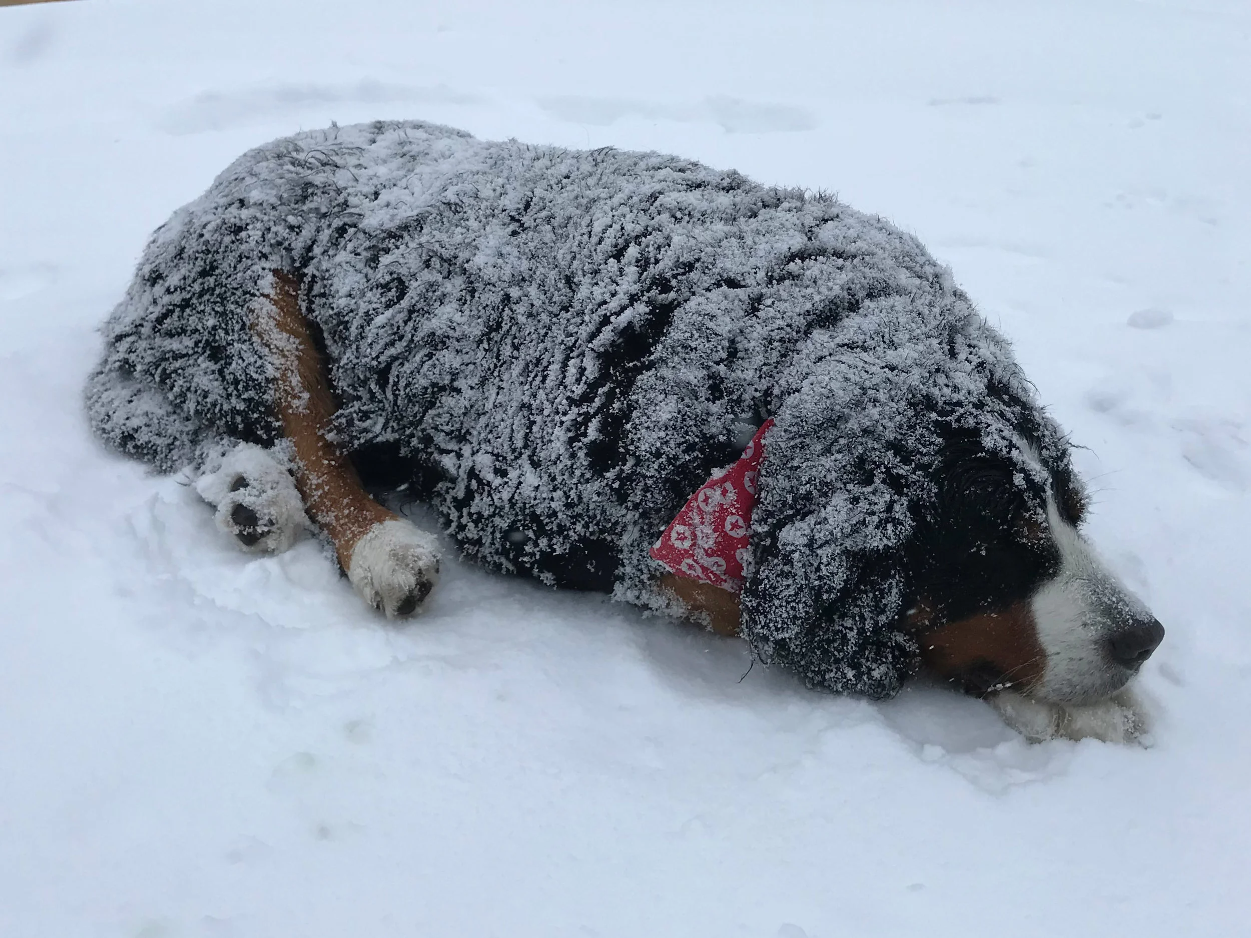 Dog in the snow 