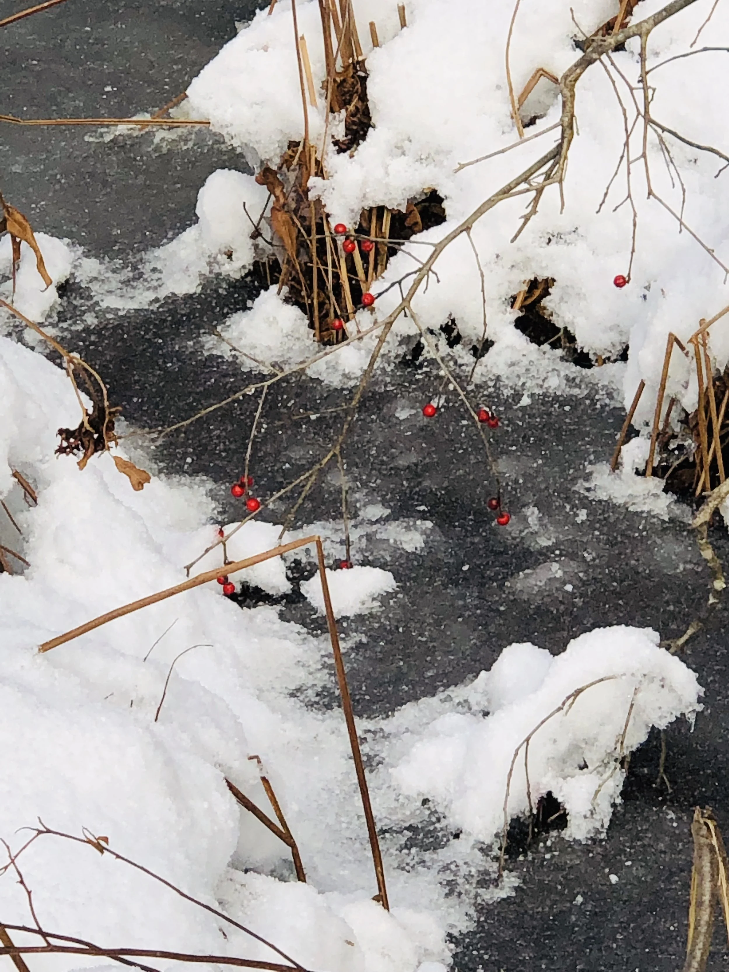 Another day, another snow day in Upstate NY