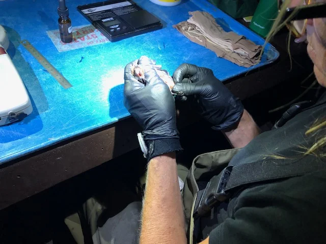 Totally Batty Workshop!