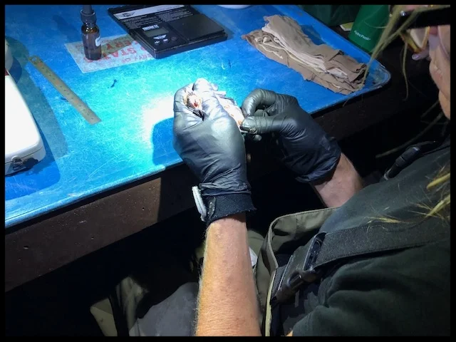 Male Myotis